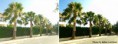 /album/poze-editate/linie-de-palmieri-before-after-jpg/